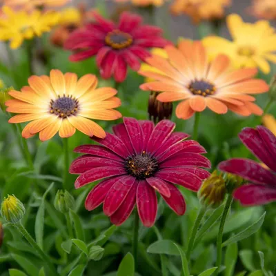 Osteospermum 15cm Pot - African Daisies BuyGrow Online PE