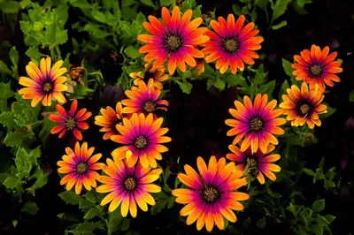 Images Osteospermum - Images of Plants and Gardens - botanikfoto