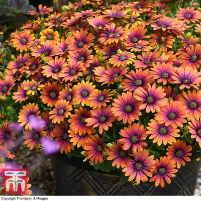 Osteospermum - Purple Sun 150mm Pot (VN)