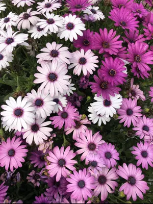 Osteospermum African Daisy Flower Plant Collection from Woolmans