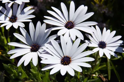 Osteospermum '3D White™' African Daisy 6\" Pot - Hello Hello Plants