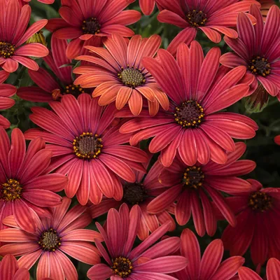 Dark red flowers of Osteospermum ecklonis - Flame Osteospermum Stock Photo  - Alamy