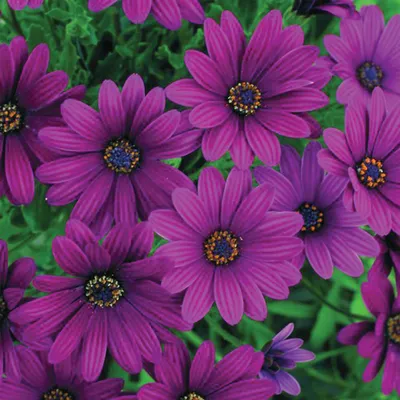 Osteospermum fruticosum flowering as ground cover in a garden Stock-Foto |  Adobe Stock