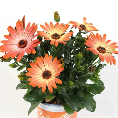 Buy Osteospermum Sunset Shades 12 Plants Online | Marshalls – Marshalls  Garden