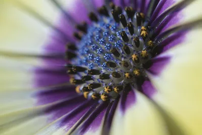 Premium Photo | Selective focus shot of osteospermum flowers in the garden