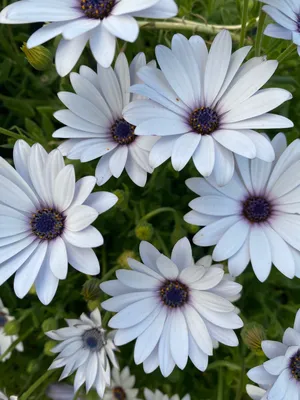 Osteospermum Ecklonis Mix - Biocarve – Sunantha Organic Farms