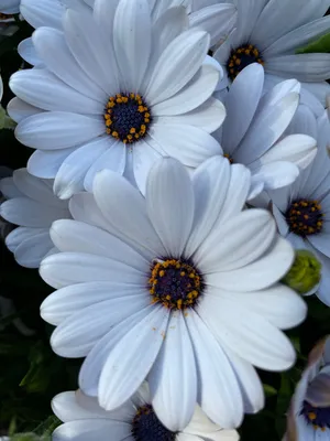 Osteospermum 'Ice White' – Maryflower