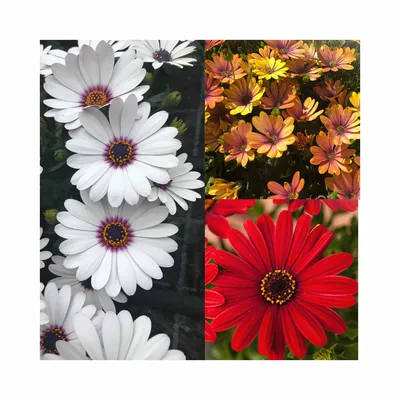 Osteospermum Bright Lights™ Red - Garden Crossings