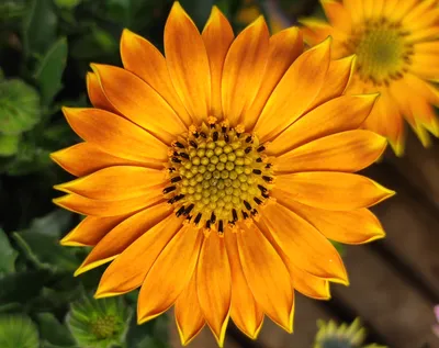 Osteospermum Serenity Purple | J Parker Dutch Bulbs