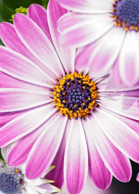 Osteospermum Senorita Valencia | 5 x 6cm Garden Ready Plant the Pot Bedding  Plants