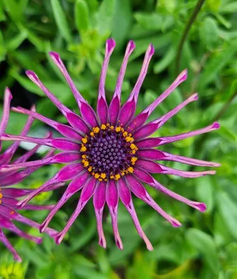 Osteospermum Plant with Pink Blue-eyed Flowers Stock Image - Image of  south, daisy: 207032889