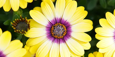 File:Osteospermum Flower Power Spider Purple 2134px.jpg - Wikimedia Commons