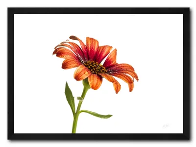 Osteospermum Ecklonis White (African Daisy).. | Shipdirect2you