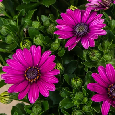 Osteospermum 'Compact White' - Buy Online at Annie's Annuals