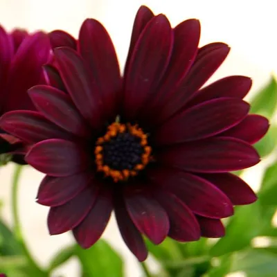 Osteospermum Collection – BuyPlants.co.uk