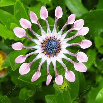 File:Osteospermum flower.jpg - Wikipedia