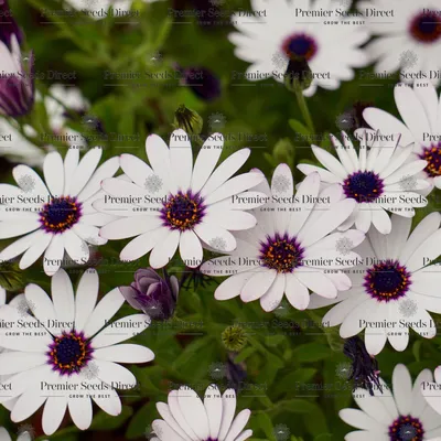 Purple single color osteospermum flowers in the garden 13183856 Stock Photo  at Vecteezy