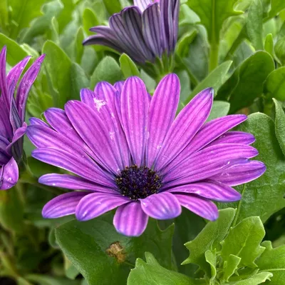 Osteospermum ecklonis 4D Violet Ice | Lucas Greenhouses