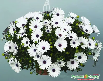 Osteospermum jucundum – Riverlane Nurseries