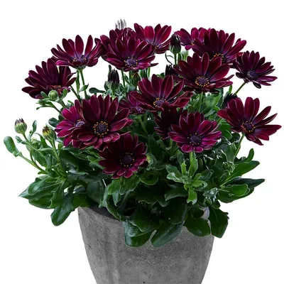 Osteospermum | Serenity™ Lavender Frost | Bloomfield Garden Center