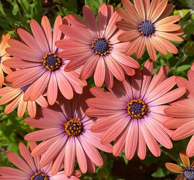 Osteospermum 'Spider Purple' African Daisy - Hello Hello Plants