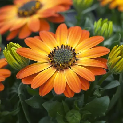 Orange Osteospermum – John Austin Photography