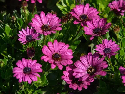 Osteospermum 'Lavender' (Pot Size 10.5cm) - African Daisy - The Boma Garden  Centre