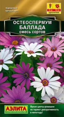 Buy Osteospermum Red affordable | Gardens4You.eu