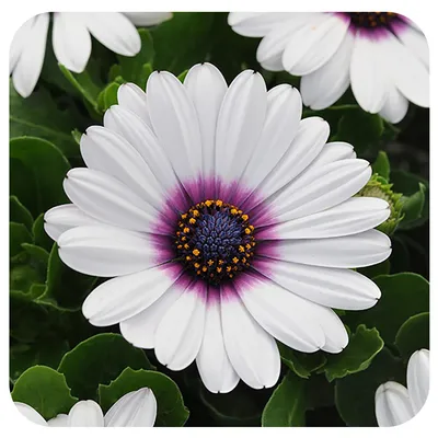 100pcs / bag Osteospermum Samen, Gänseblümchen-Samen, osteospermum Blumen,  8 Farben, Bonsai Blumensamen, Natur Topfpflanze für Hausgarten : Amazon.de:  Garden