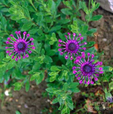 Buy Osteospermum Sunset Shades 12 Plants Online | Marshalls – Marshalls  Garden