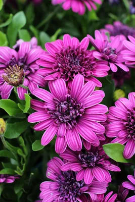 Sunset Shades Osteospermum - Flowers And Bulbs | Veseys