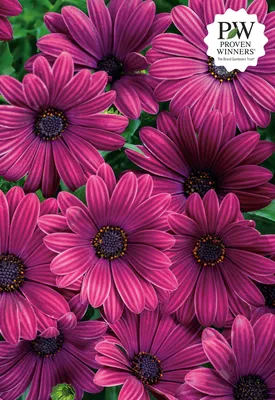 Osteospermum Colourful Patio Trees for Sale | Free UK Delivery