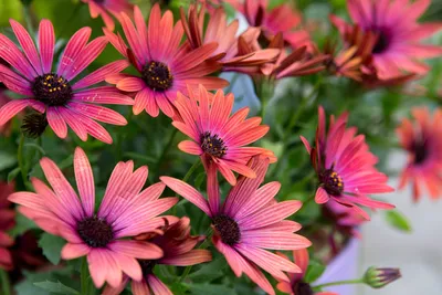 Osteospermum Ecklonis Sky And Ice | Flowers | Premier Seeds Direct ltd