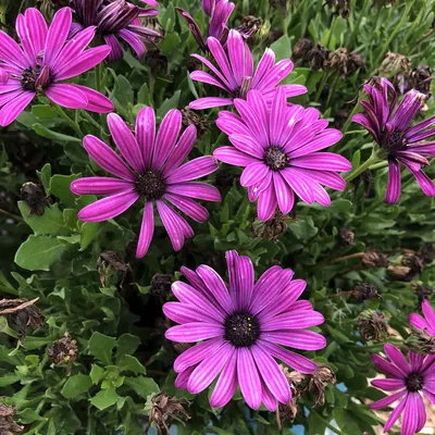 Osteospermum 'Power packed blue' 14cm – Yarra View Garden Centre