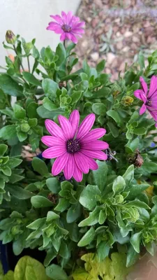 Osteospermum Serenity Rose Magic Cuttings or Potted.. | Shipdirect2you