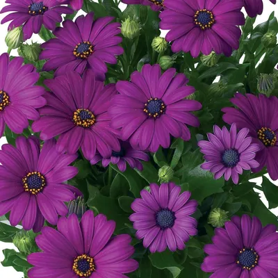 Osteospermum 3D Double Pink TM