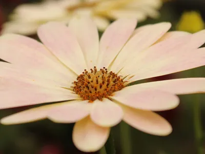 Multicolores flores de Osteospermum o Margaritas africanas Stock Photo |  Adobe Stock