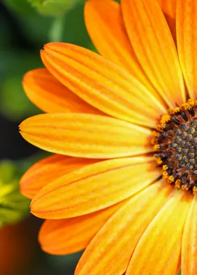 Osteospermum Serenity Blue Eyed Beauty - Product on Thursd