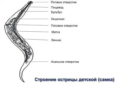 Медичний Центр Здоров'я • Харків - Соскоб на энтеробиоз. Энтеробиоз –  гельминтоз из группы нематодозов, вызываемый червями из рода остриц. На  10-е годы XXI века – самый распространённый гельминтоз человека.  Возбудитель энтеробиоза –