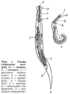 крупный план многоножки на лице виден на черном фоне, фото острицы у  человека фон картинки и Фото для бесплатной загрузки