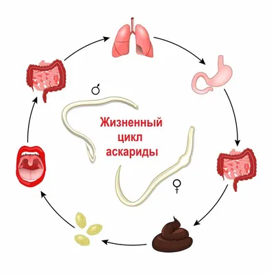 Набор гельминтов. Круглолицый червь, Аскарис, острицы, червяк, свиной  ленточный червь, Уипчерм, печеночный флюк. Инфографика. Векторная  иллюстрация Векторное изображение ©mikrostoker 154864230