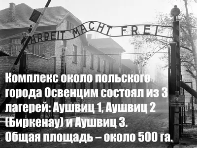 освенцим / смешные картинки и другие приколы: комиксы, гиф анимация, видео,  лучший интеллектуальный юмор.