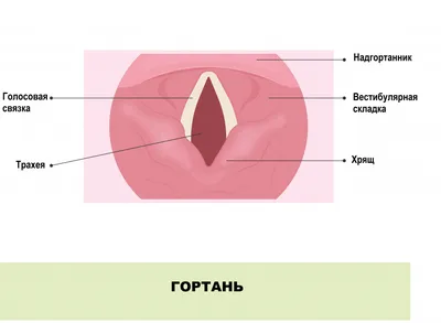 Как выглядит Отёк Квинке: фото, симптомы, первая помощь в домашних  условиях. Ангионевротический отёк - YouTube