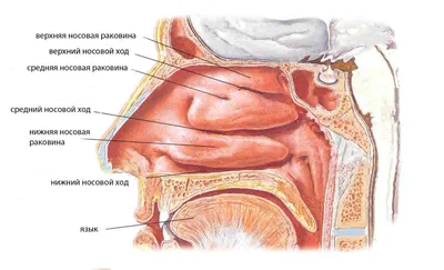 Вазотомия носа - операция при вазомоторном рините | Лазерная и  радиоволновая вазотомия носовых раковин