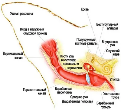 Типы отита Векторное изображение ©anutuno 166464562