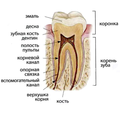 Как проводится лечение корневых каналов зуба?