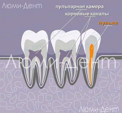 Каналы В Зубах Сколько Их Номера Во Рту ЛюмиДент