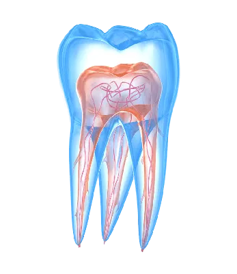 Как снизить риск травмы нерва при удалении третьего моляра - Dental Magazine