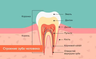 Перелечивание каналов зуба — стоимость в Москве ❘ Ортодонт Комплекс