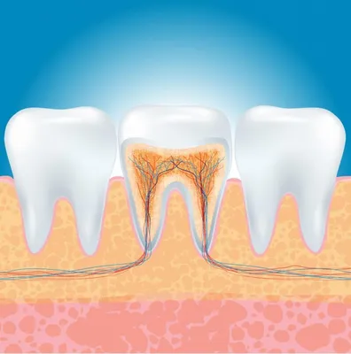 Лечение каналов зуба — цена в Москве ❘ Ортодонт Комплекс